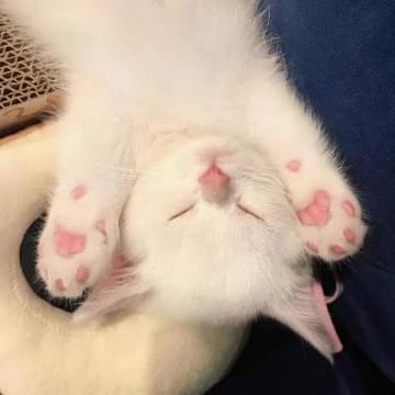 Người dùng An Nhiên